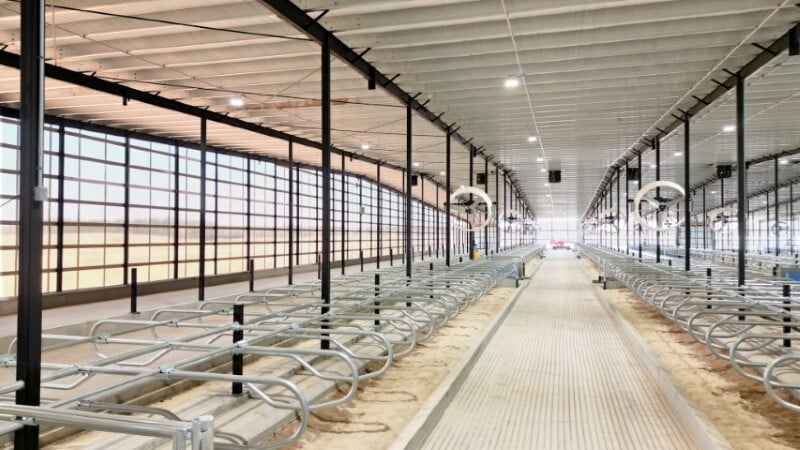 Rotary parlor carousel in operation: efficient cow milking setup